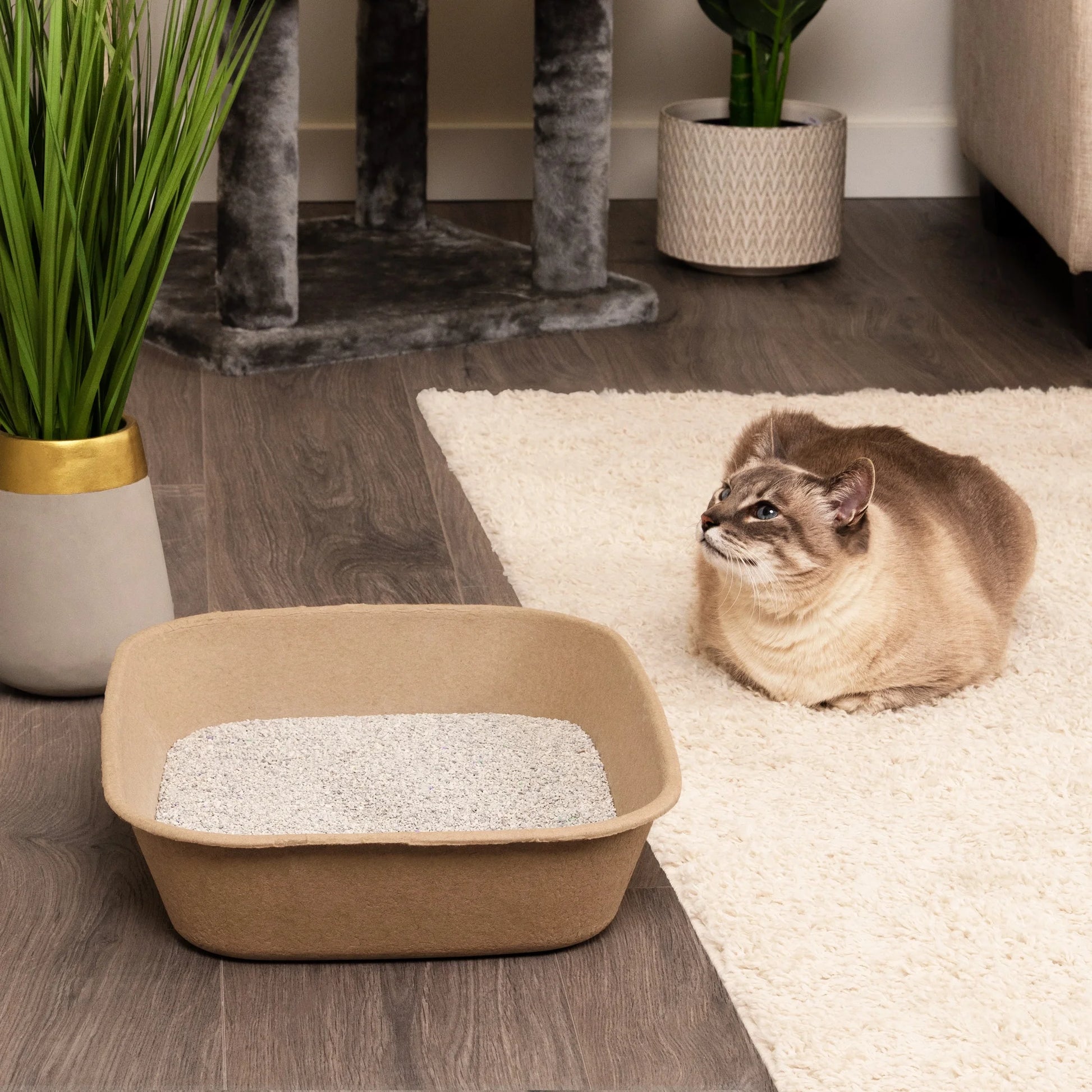 Eco-Friendly Disposable Litter Box Jumbo for Cats (Pack of 6)